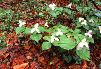 Flowers in Webster County